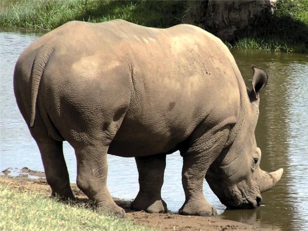 MTN Connected Wildlife Solution