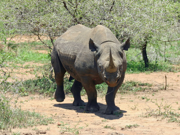 According to Save The Rhino statistics, over 1000 rhinos are killed annually in South Africa. These harrowing poaching statistics display a gloomy future for survival of this beautiful species.
