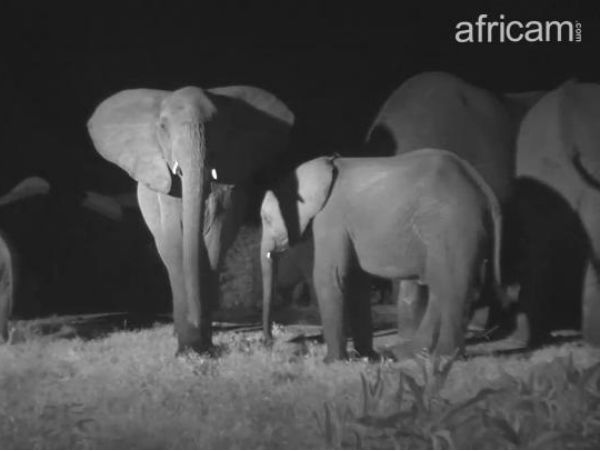South African startup brings the African Safari experience to the world