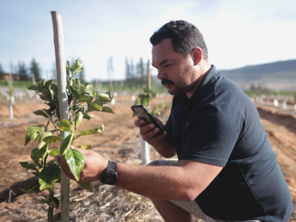 Aerobotics, Agri SA partner to launch free satellite farming data
